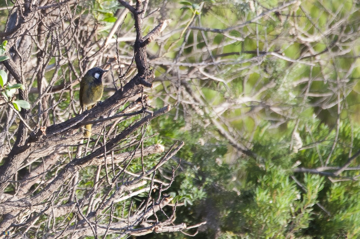 White-eared Honeyeater - ML48838271