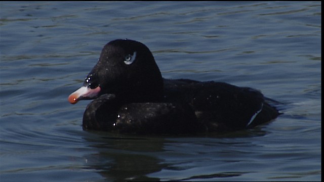 White-winged Scoter - ML488383