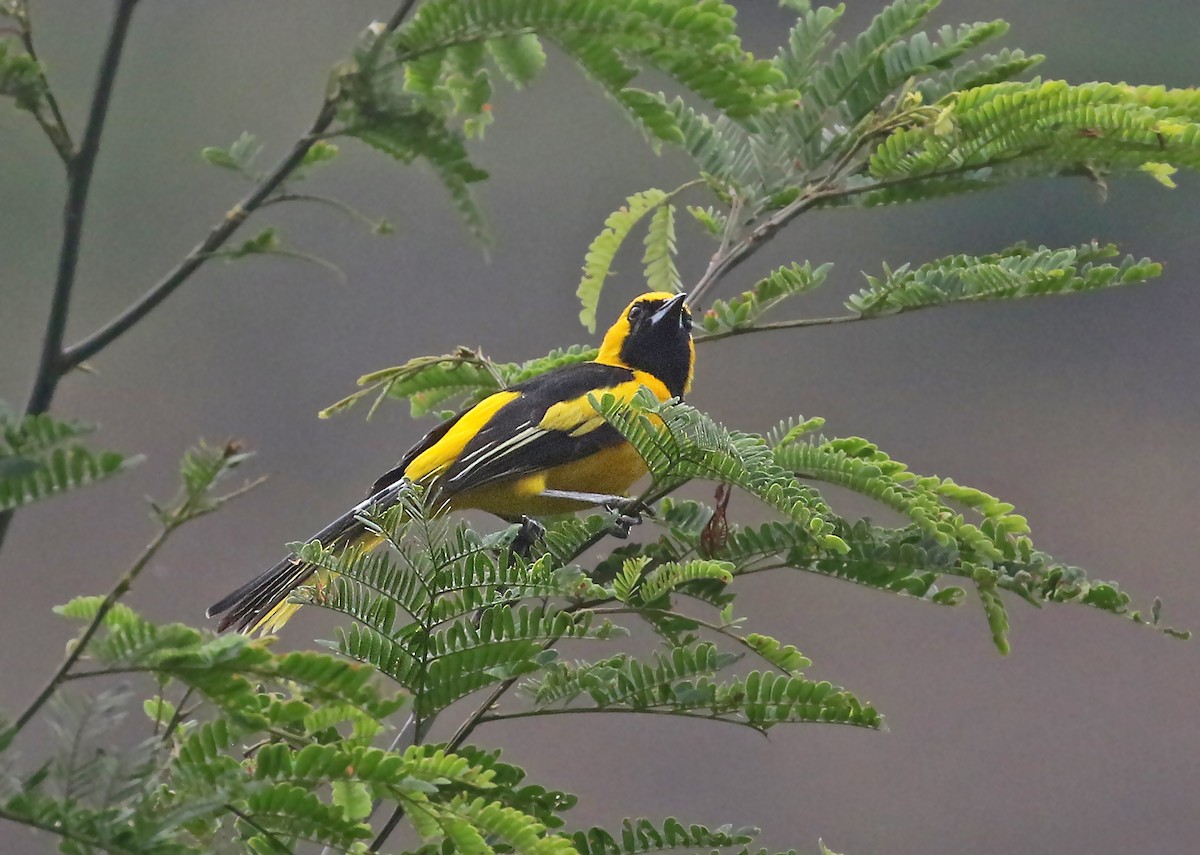 Yellow-tailed Oriole - ML488384351