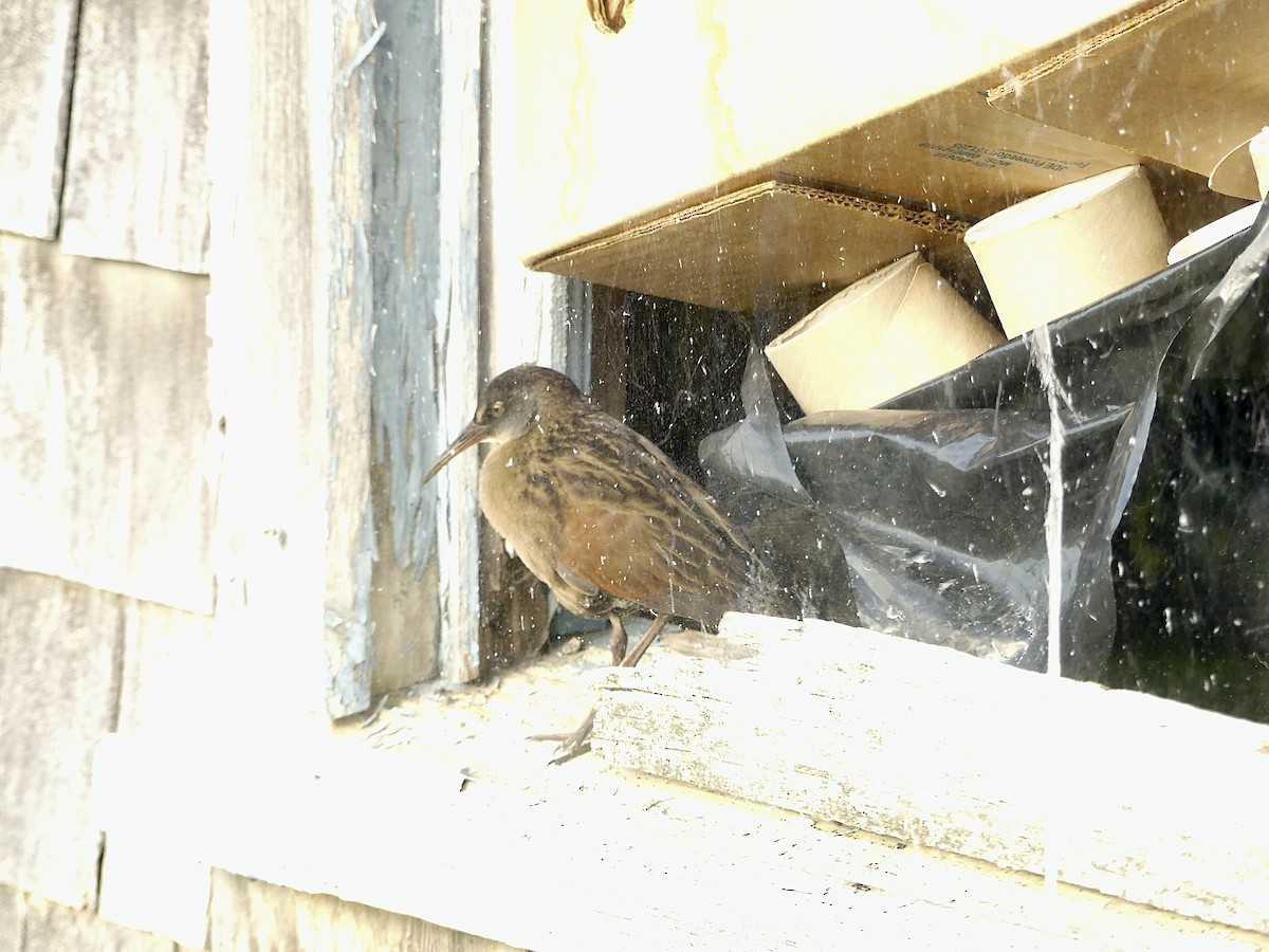 Virginia Rail - Charles Duncan