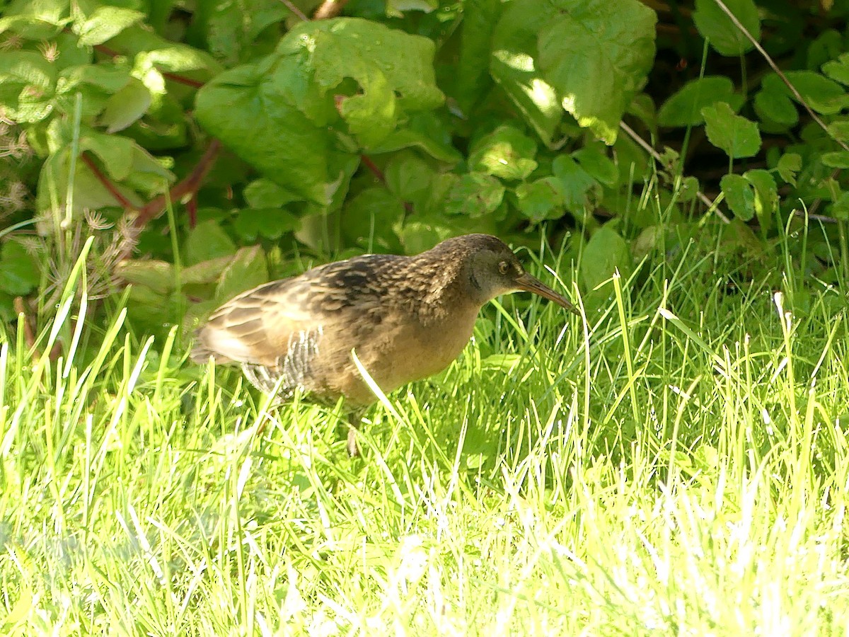 Virginia Rail - Charles Duncan