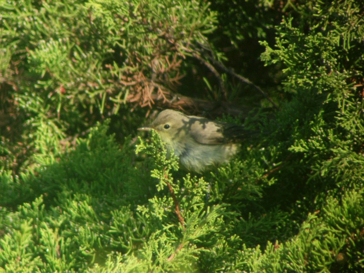 Melodious Warbler - ML488386401