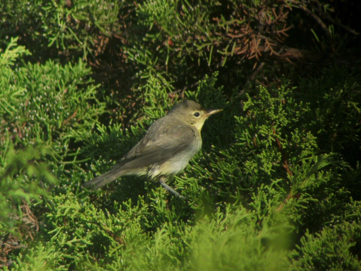 Melodious Warbler - ML488386411