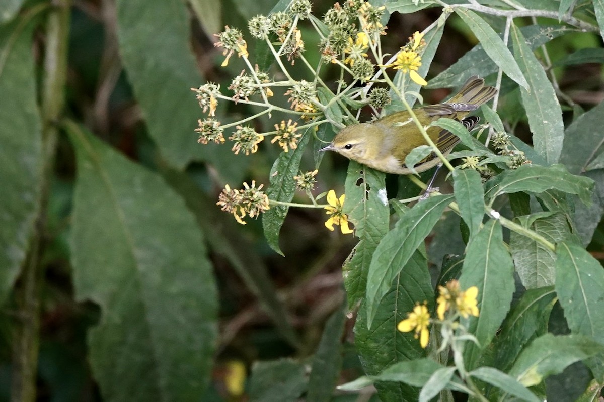 Tennessee Warbler - ML488386801