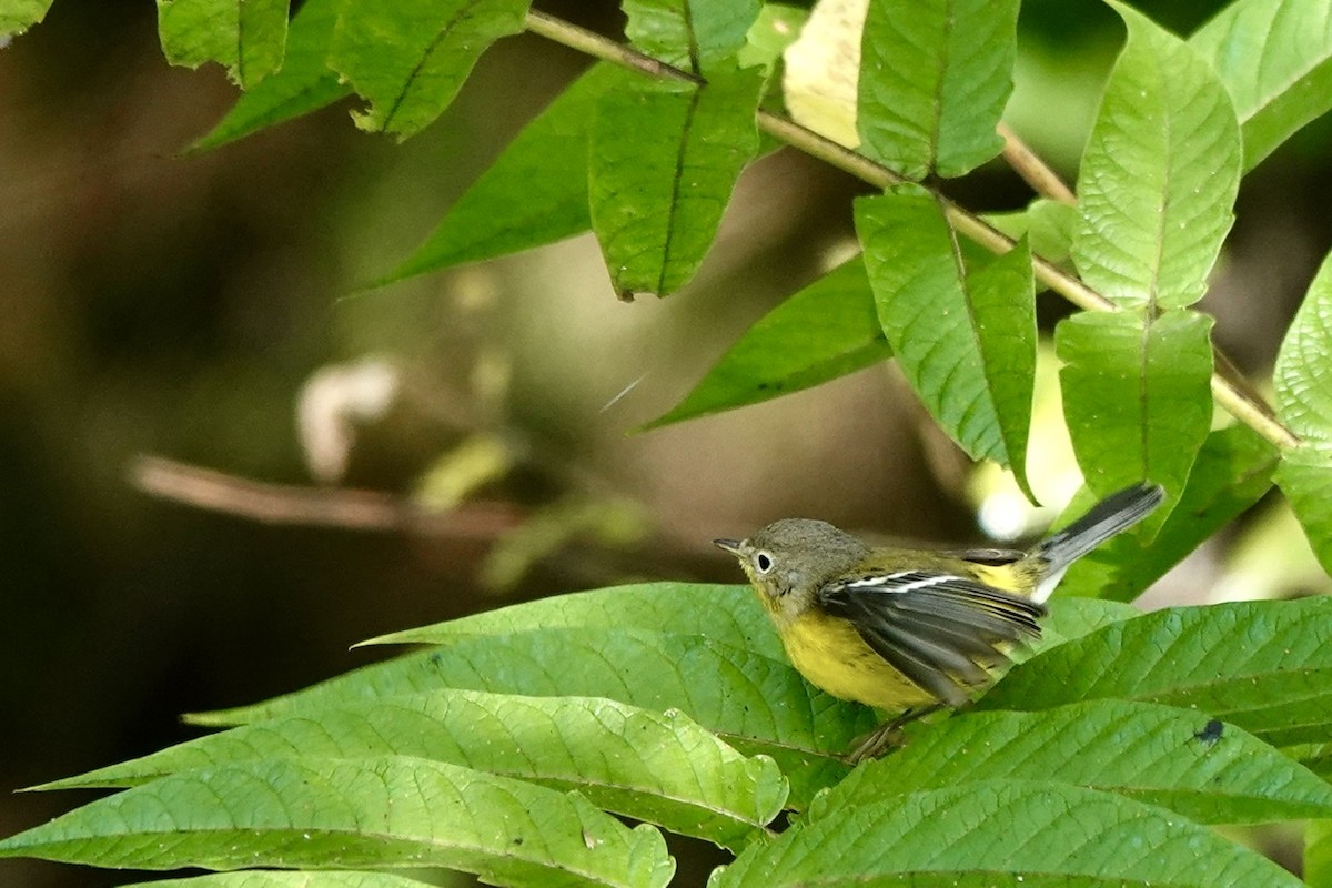 Magnolia Warbler - ML488386951