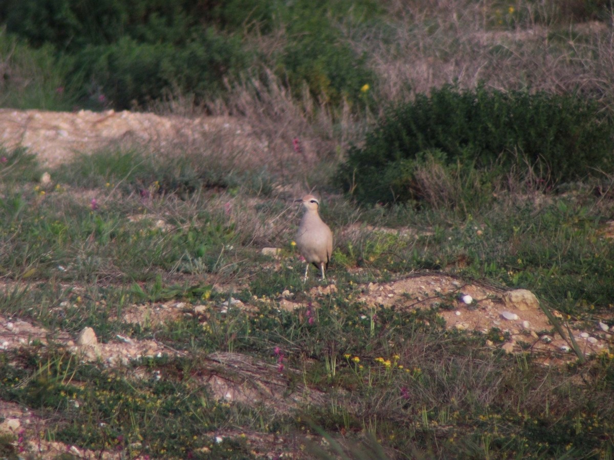 Cream-colored Courser - ML488387151