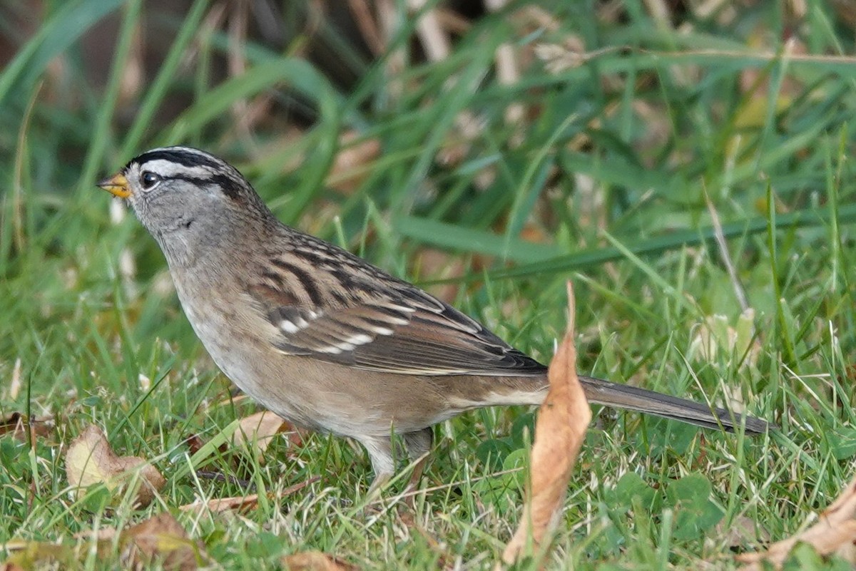 White-crowned Sparrow - ML488387901
