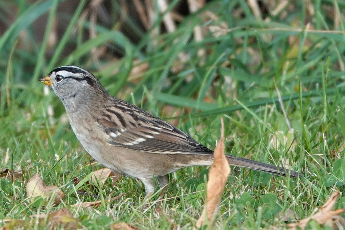 White-crowned Sparrow - ML488387911