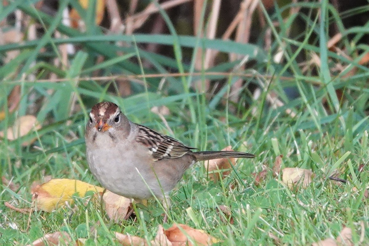White-crowned Sparrow - ML488387981