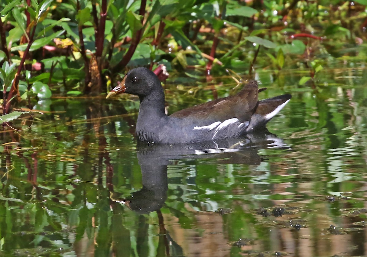 Common Gallinule (Altiplano) - ML488388141