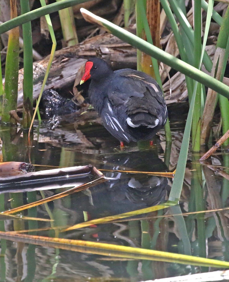 Common Gallinule (Altiplano) - ML488388151