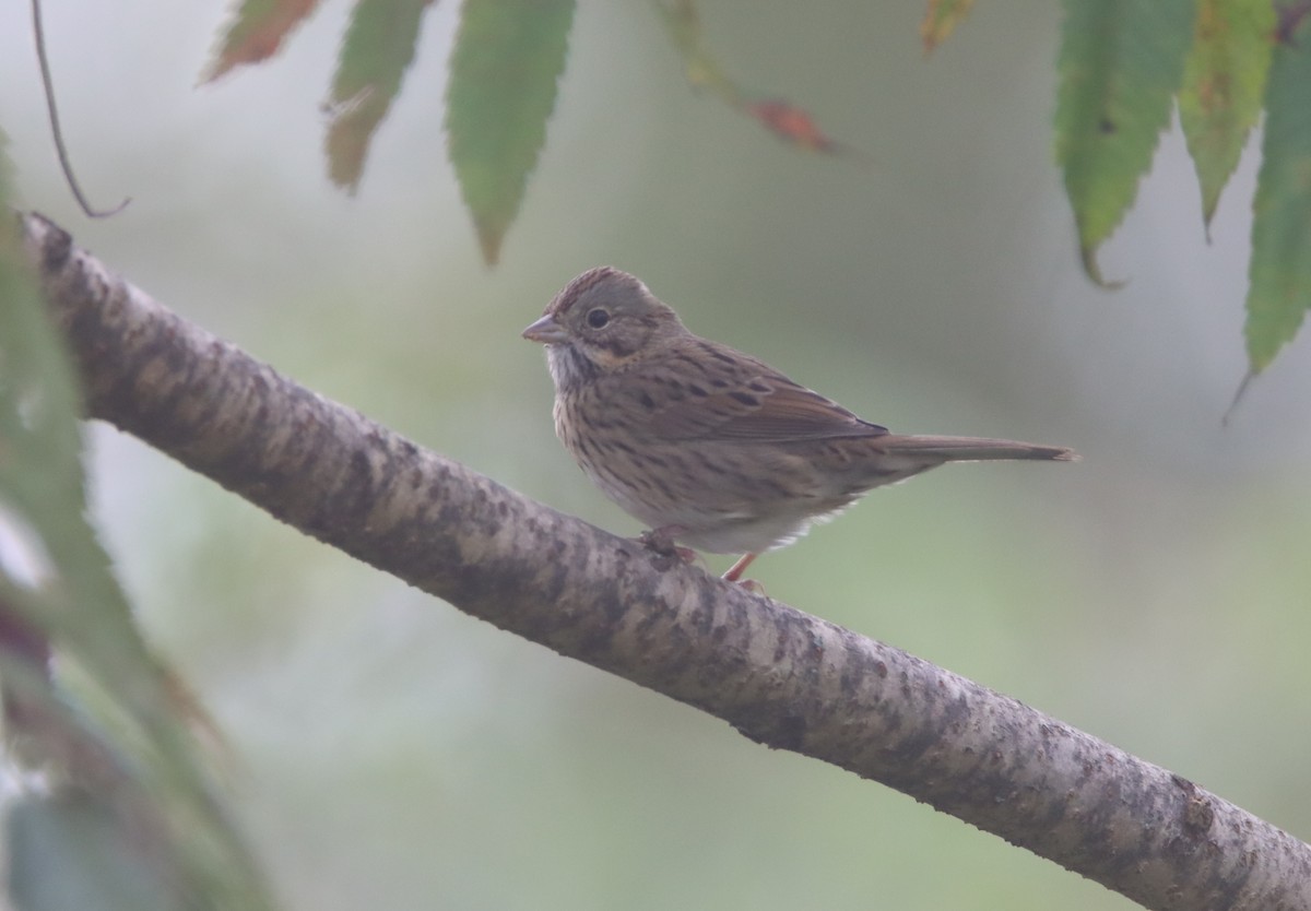 Lincoln's Sparrow - ML488388271