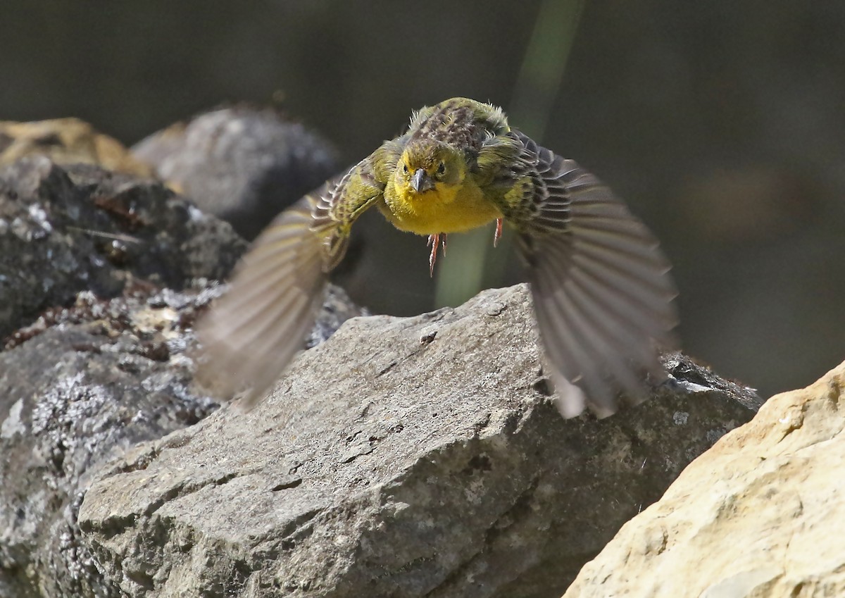 Grassland Yellow-Finch (Montane) - ML488388281