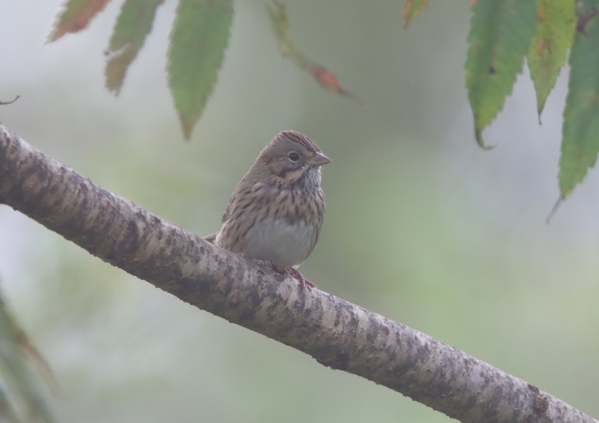 Lincoln's Sparrow - ML488388331