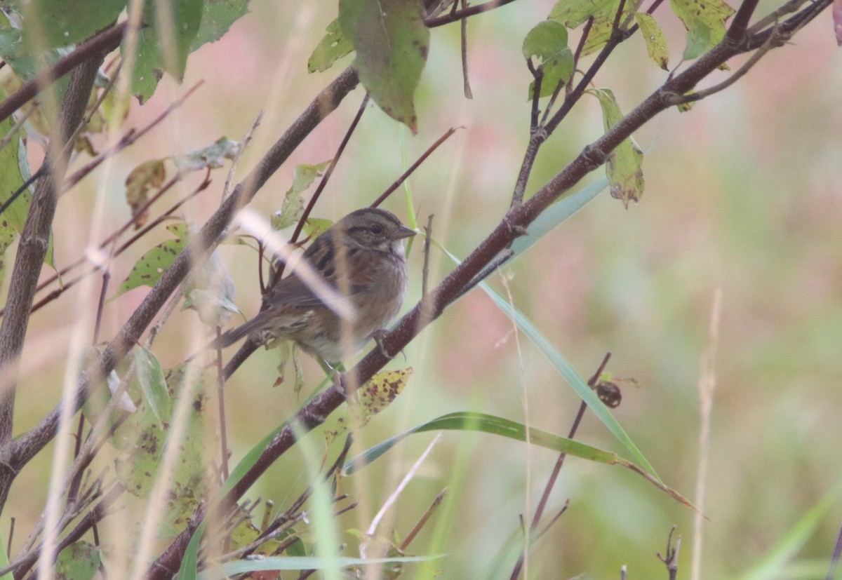 Swamp Sparrow - ML488389201