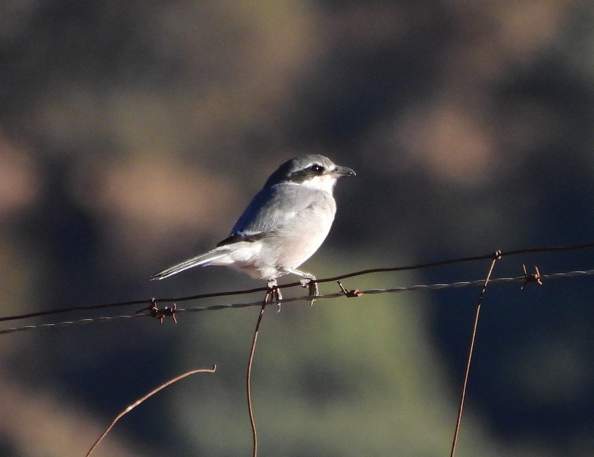 Iberian Gray Shrike - Ignacio Barrionuevo