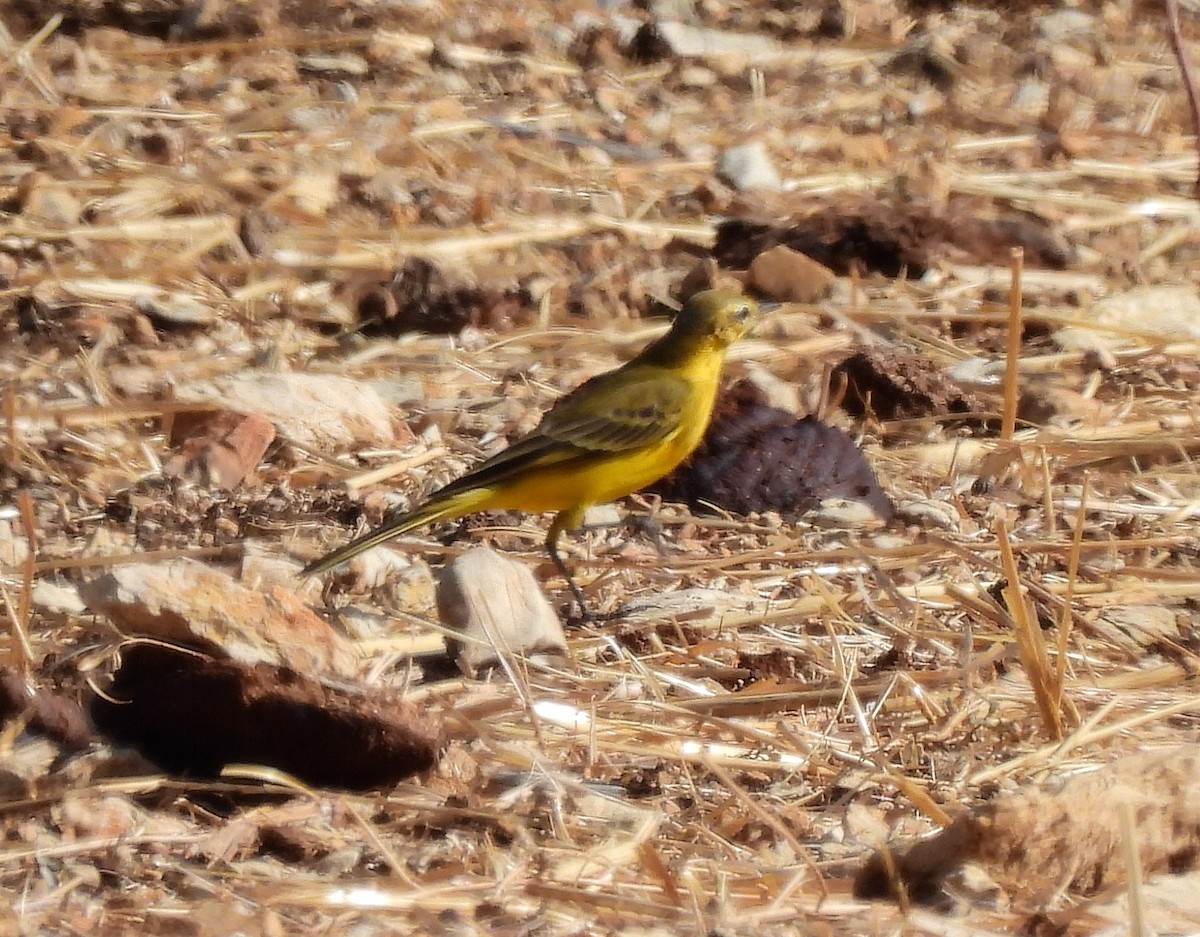 Western Yellow Wagtail (flavissima) - ML488389371