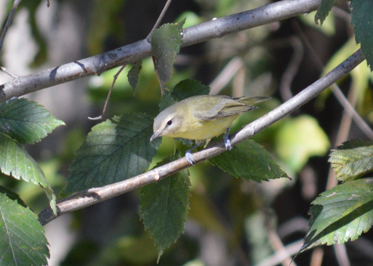 Philadelphia Vireo - ML488389671