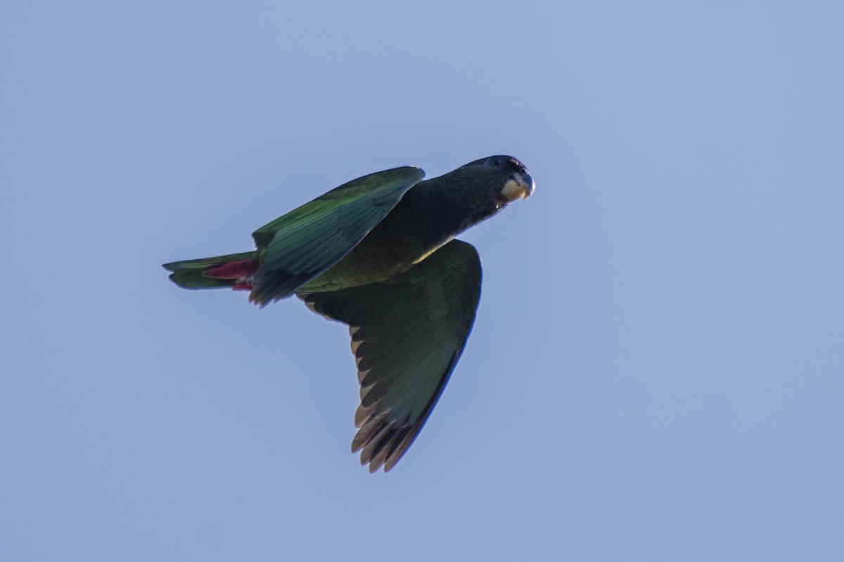 Scaly-headed Parrot - ML488390111