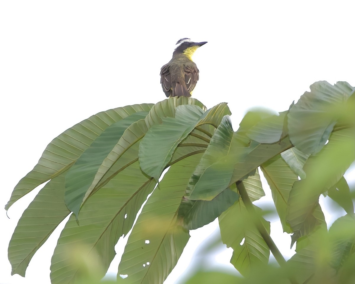 Yellow-throated Flycatcher - ML488390201