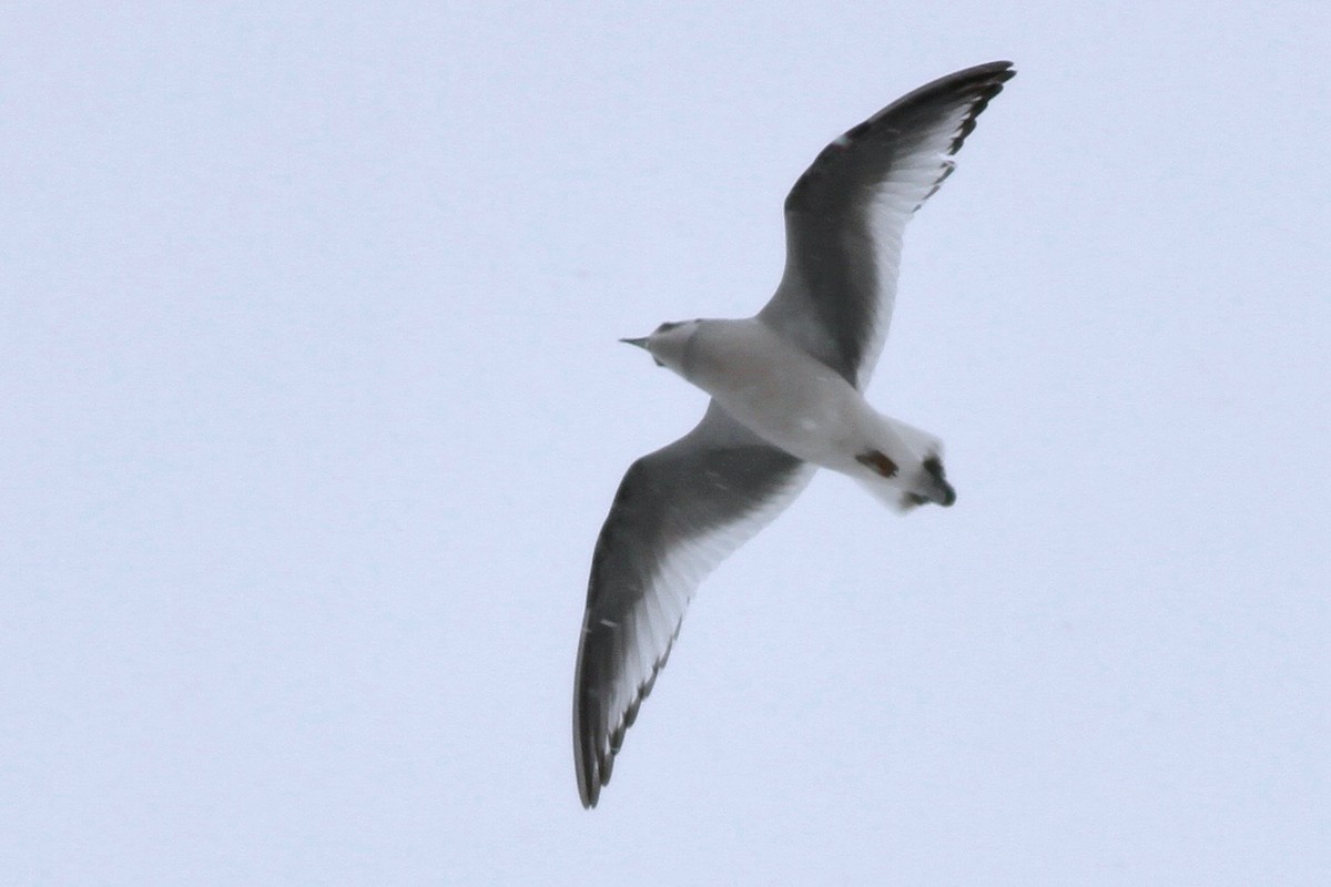 Ross's Gull - Drew Weber