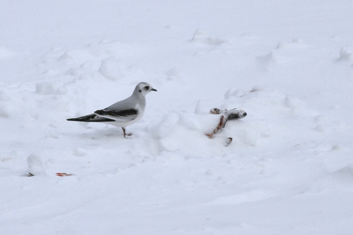 Ross's Gull - Drew Weber