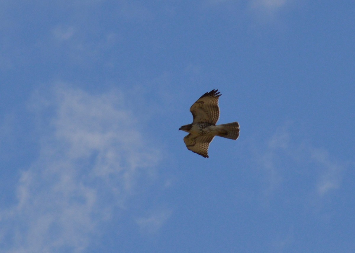 Red-tailed Hawk - Shannon Donaldson