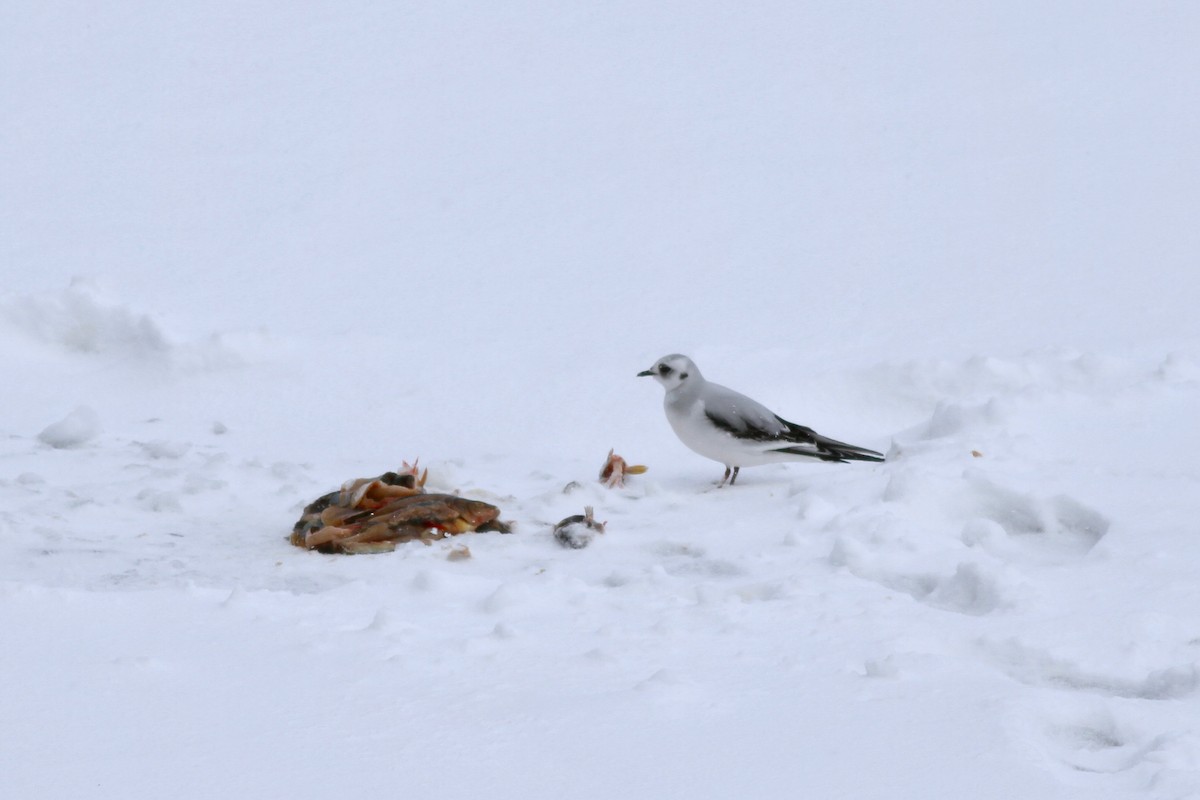 Ross's Gull - Drew Weber