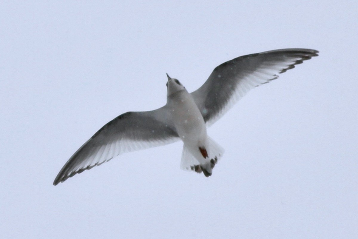 Ross's Gull - ML48839101