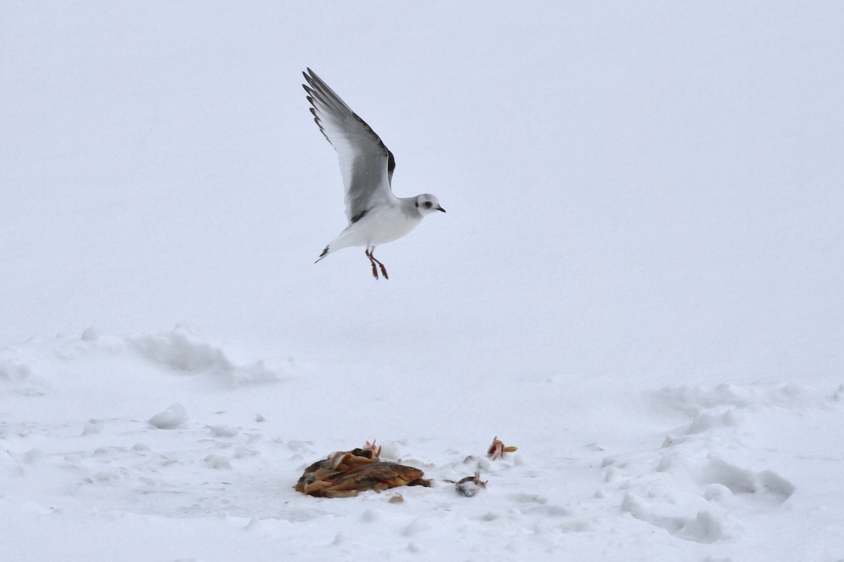 Ross's Gull - ML48839121