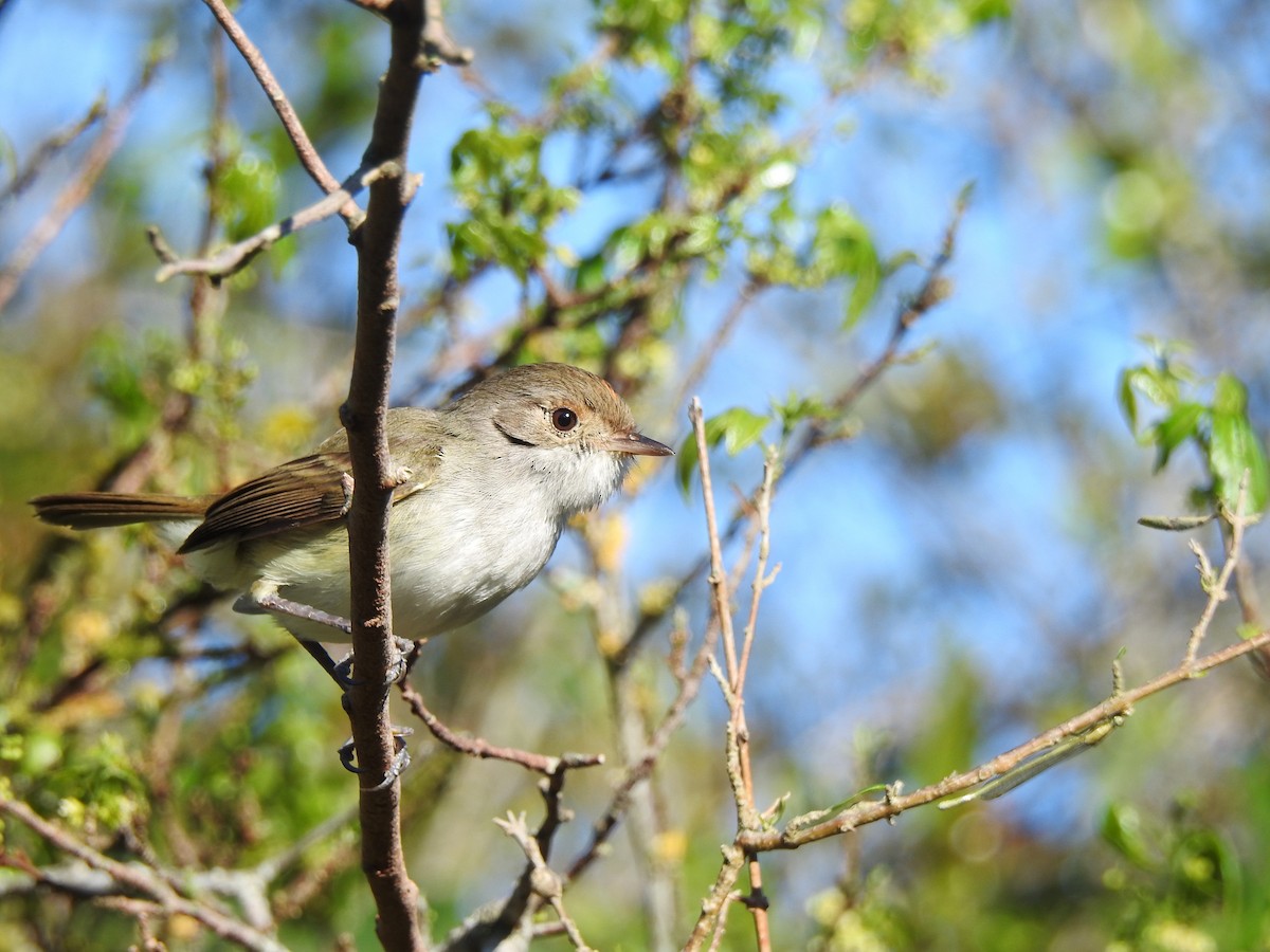Fulvous-crowned Scrub-Tyrant - Maria Rosa Hernandez  Lopez