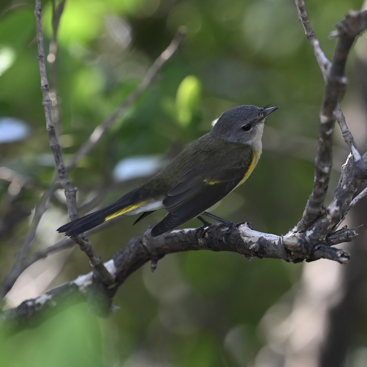 American Redstart - Joe RouLaine