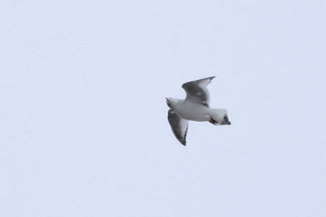 Ross's Gull - ML48839271