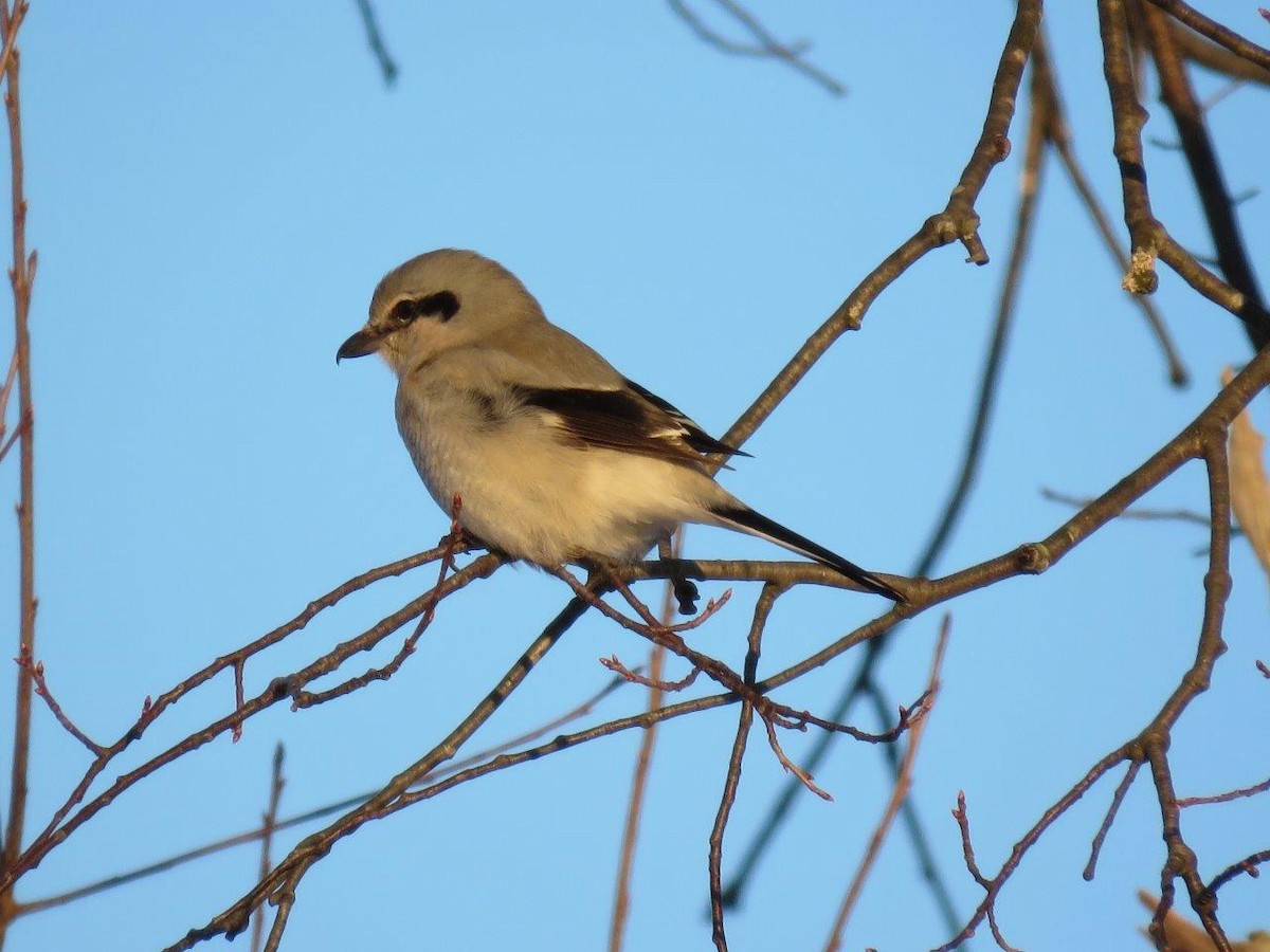 Northern Shrike - ML48839301