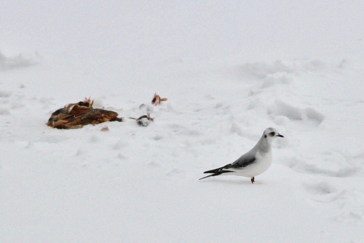 Mouette rosée - ML48839311