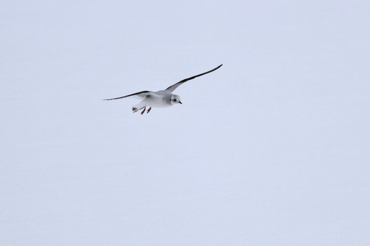 Mouette rosée - ML48839331