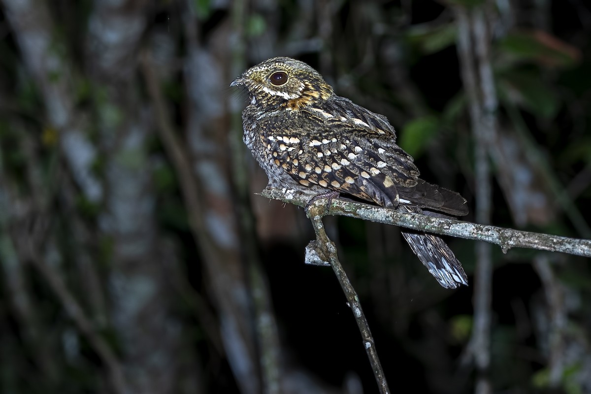 Little Nightjar - ML488393321