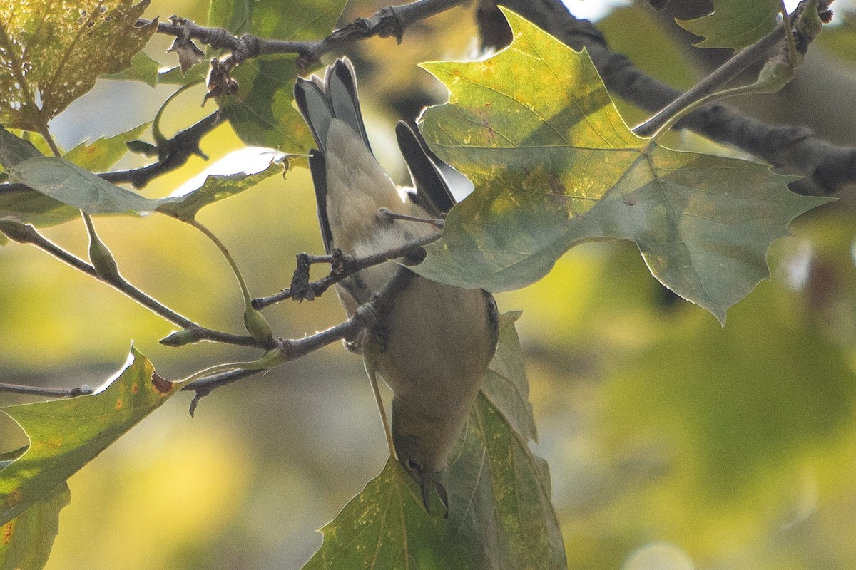 Bay-breasted Warbler - Alyssa Bueno