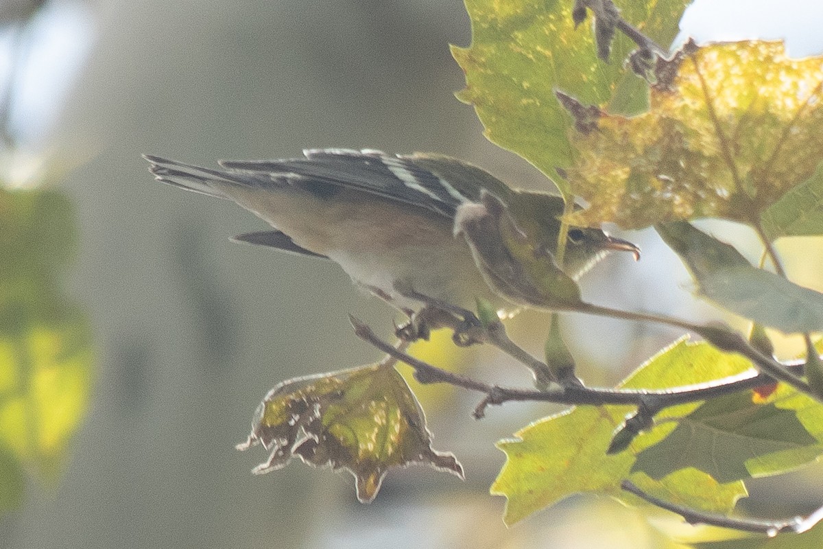 Bay-breasted Warbler - ML488393511