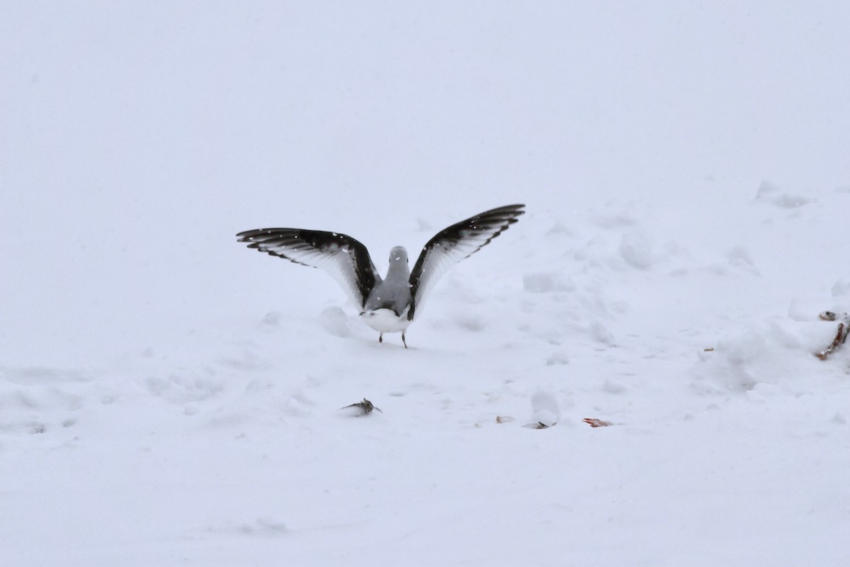 Ross's Gull - ML48839371