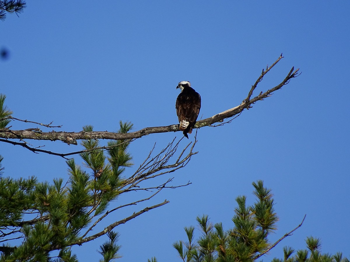 Águila Pescadora - ML488393801