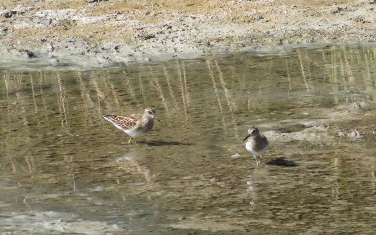 Pectoral Sandpiper - Jon Horn