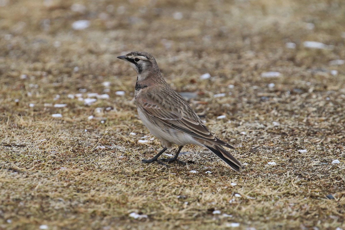 Horned Lark - Rick Hardy