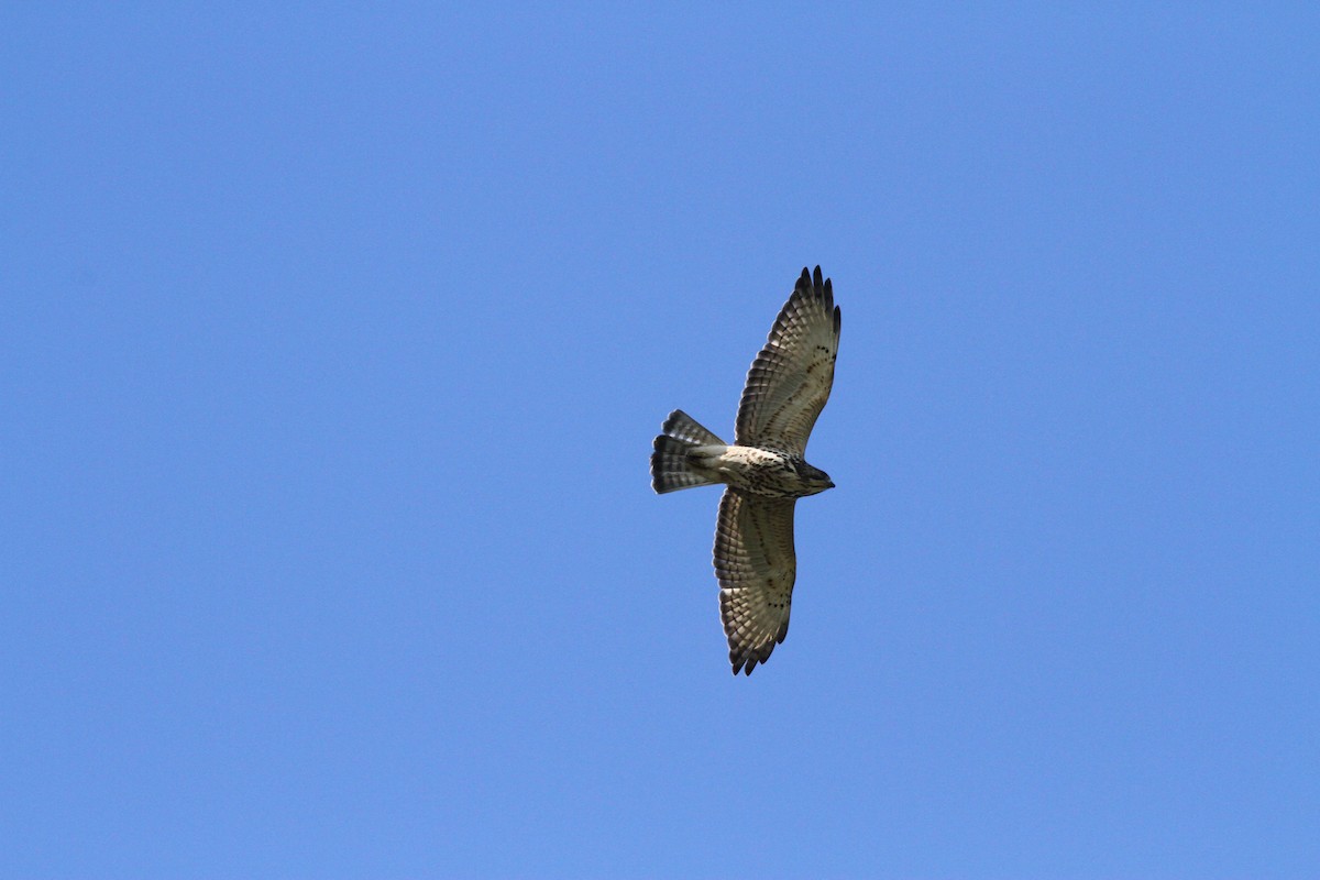 Broad-winged Hawk - James Lees