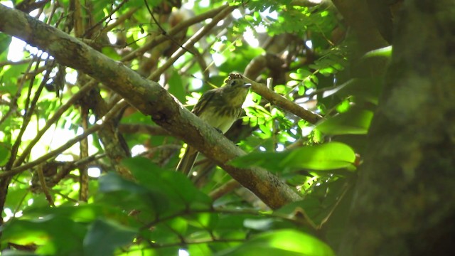 Amazonian Black-Tyrant - ML488397