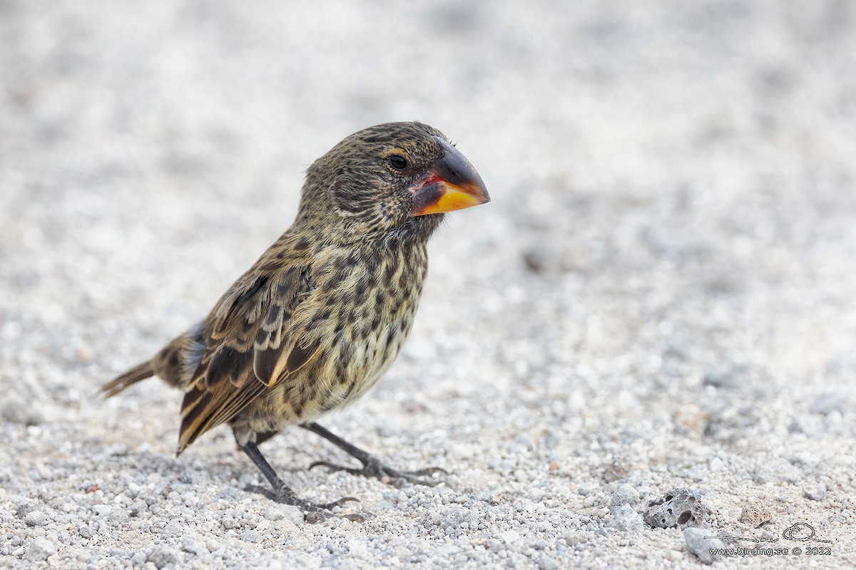 Large Ground-Finch - ML488398341