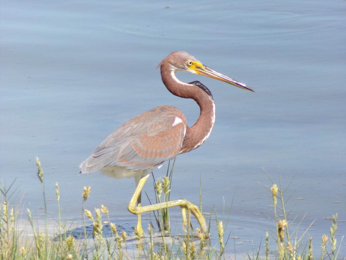 Tricolored Heron - ML488401191