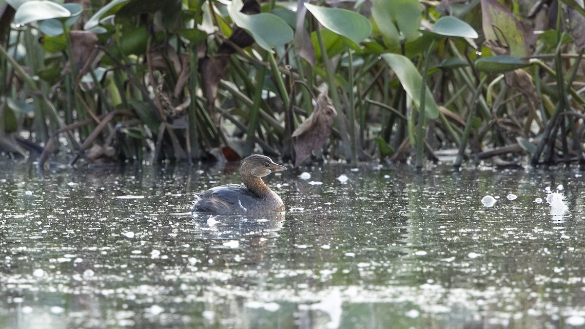 Pied-billed Grebe - John Troth