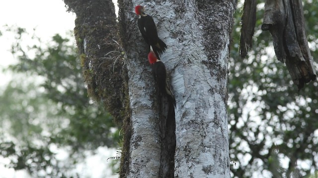 Helmeted Woodpecker - ML488402