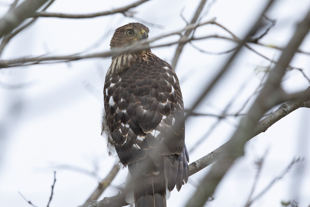 Cooper's Hawk - ML488402441